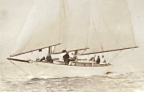 KITTIWAKE